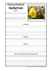Pflanzensteckbrief-Huflattich.pdf